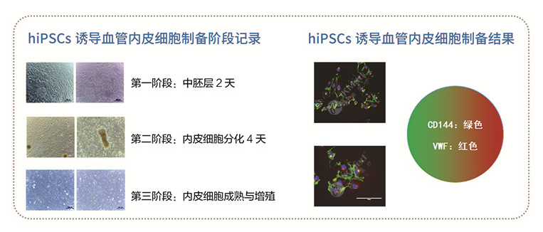 hiPSCs 誘導(dǎo)血管內(nèi)皮細(xì)胞（iECs）-1.png