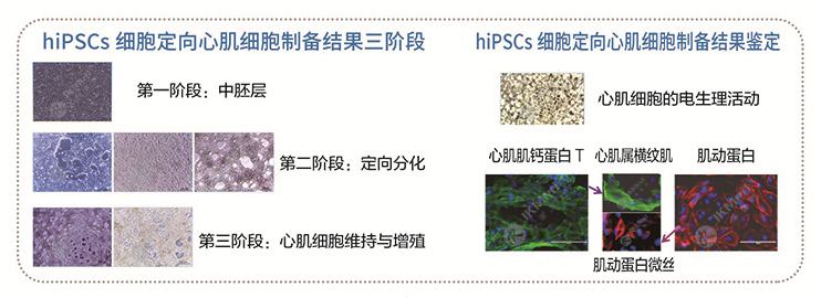 hiPSCs 細(xì)胞定向心肌細(xì)胞（iCMs）-1.png